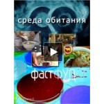 Честные отзывы о Среда обитания Фастфуд
